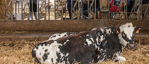 Vache couchée sur de la paille