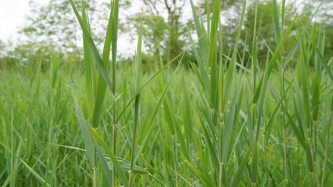 Gros plan sur un champ d'herbes hautes