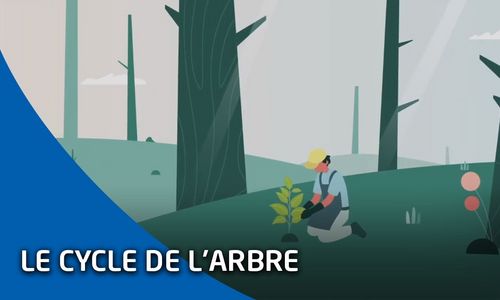 Découvrir le cycle de l'arbre